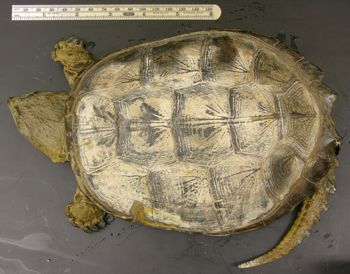 Media type: image; Herpetology R-1473